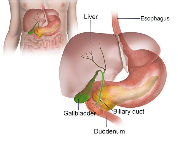 Bile Duct and Liver